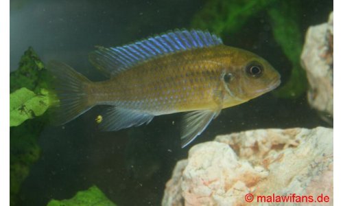 Pseudotropheus patricki  Mbenji Island